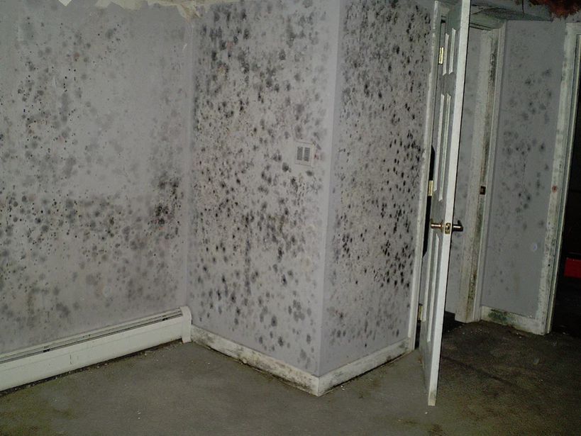 extreme mold growth on walls